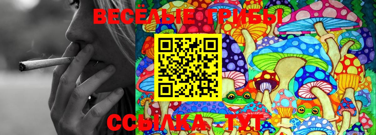 Галлюциногенные грибы Psilocybe Славгород